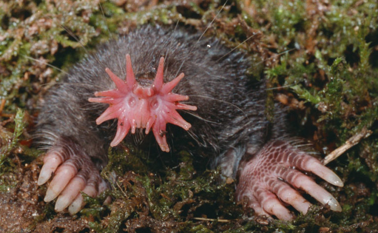 Delightfully Hideous Creatures – The World’s Ugliest Animals