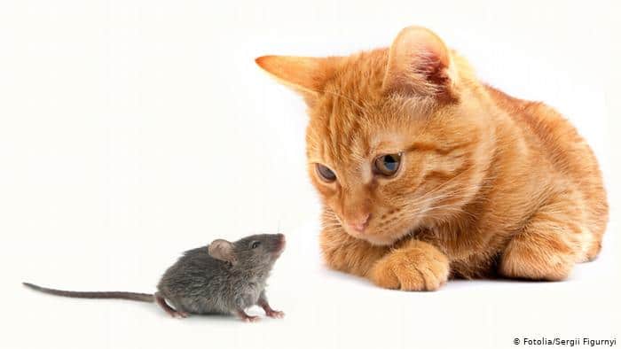Mouse and Cat